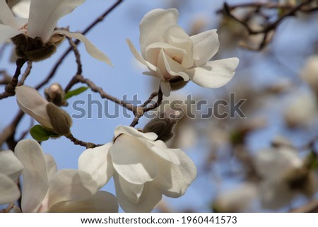 Branch with white blossoms of a Kobushi Magnolia, also called Magnolia kobus