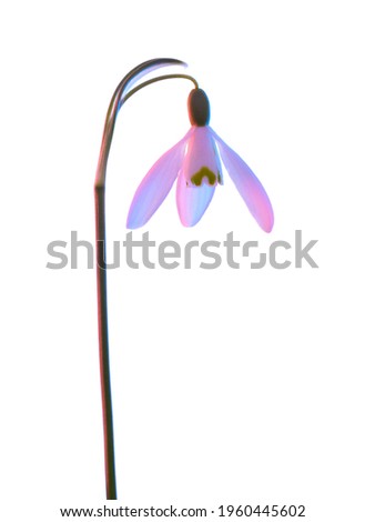 Snowdrop in pink and blue neon light, isolated on white background.