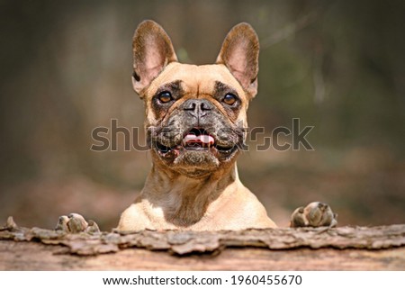 Cute happy French Bulldog dog looking over fallen tree trunk Royalty-Free Stock Photo #1960455670