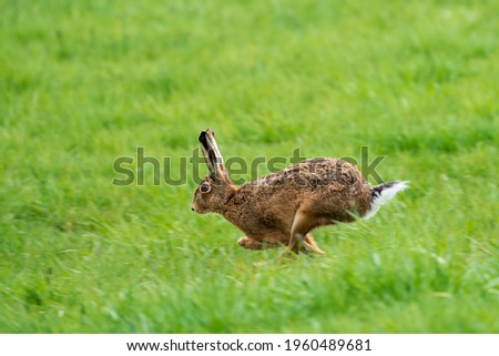 Fleeing hare on a green meadow