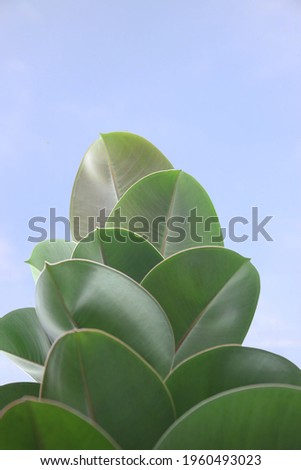 Low angle photo of rubber tree leaves with a light blue sky in the background 