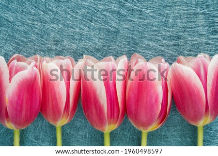 Spring background with pink tulips. Mother's Day. Women's day. Birthday greeting card.