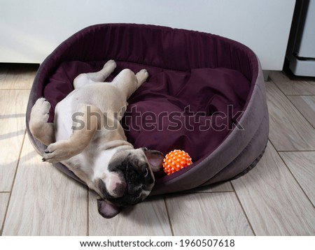 French bulldog puppy is lying in a dog bed with a playing ball. Sweet pet. Best friend.  Royalty-Free Stock Photo #1960507618