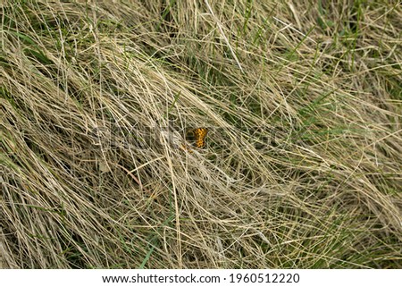 Natural spring background from dry yellow grass. Field grass after winter. The first spring butterfly in dry grass.