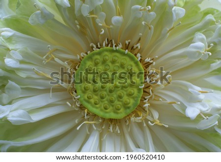 white lotus for design and background