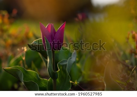 Purple tulip bright sunlight. Beautiful spring flower background. Fragrant tulips bloom close-up in the garden. Soft focus and warm lighting. Blurred background, floral portrait. Macro, copy space