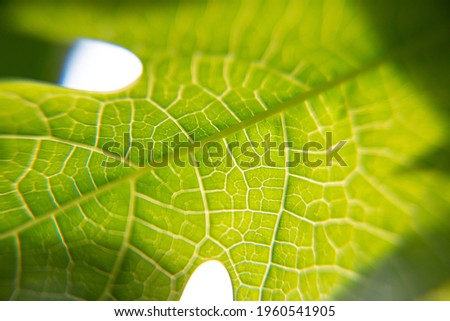 Macro Photo Of Payaya Leaf Texture.
