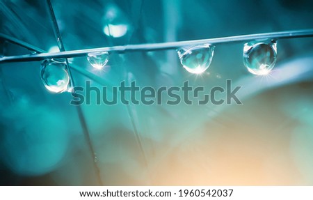 Beautiful round drops of morning dew on grass sparkle in morning light. Dew drops macro in nature outdoors. Royalty-Free Stock Photo #1960542037