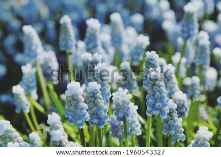 Clusters of tiny bell shaped blue flowers of the grape hyacinth, or  'Muscari armeniacum 'Peppermint'.  Royalty-Free Stock Photo #1960543327