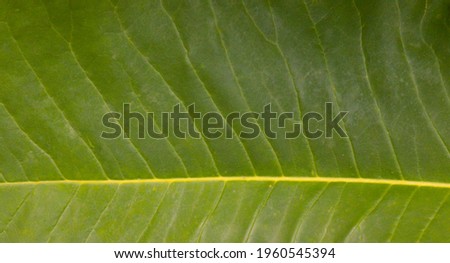 Green leaf of magnolia tree, plant background image. 