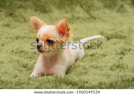Chihuahua puppy on a fluffy blanket. White with red spots chihuahua dog at home. Pets concept.