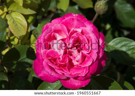 close-up: giant deep pink Portland Damask rose also called Rosa 'de Rescht' 