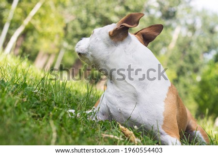 Happy pet dog on grass, enjoying in the public park, outdoors	