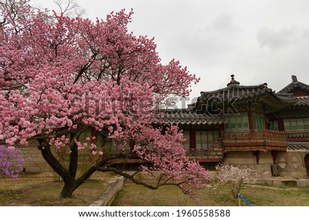 This is a picture of cherry blossoms in Korea with the scent of spring days.
