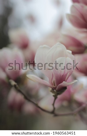 Magnolia white pink blossom tree flowers, close up, outdoor,spring. Magnolia flower bloom on background of blurry 