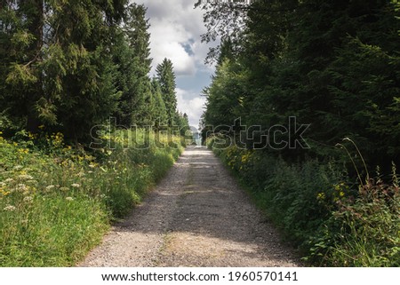An empty, dirt road between trees, Bieszczady National Park, Poland