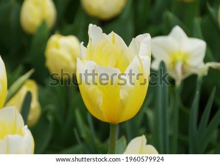 Beautiful yellow and white Fosteriana tulip 'Sweetheart' flowers Royalty-Free Stock Photo #1960579924