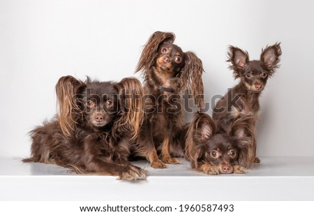Chocolate colored thoroughbred Russian toy terrier. Group of animals, dogs, family of grandmother, grandfather, mom and puppy. Studio shot isolated on white background.