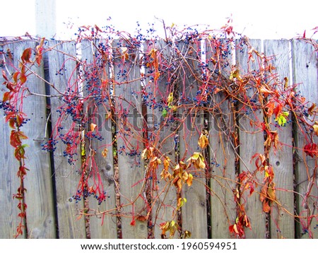 An old fence made of wooden boards. On the fence is a liana maiden grape (Parthenocissus tricuspidata) with reddened and almost fallen leaves and ripe fruit berries.