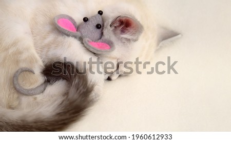 Little scottish sleeping cute beige cat with grey toy mouse on the beige background. 