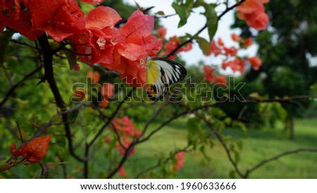 pink bougainvillea flowers on a petiole and a butterfly