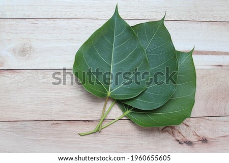 Ficus religiosa green leaves with copy space isolated on wooden background closeup.