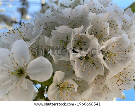 White flowers blooming on a tree branch, on a sunny day with blue sky in the background. Floral theme