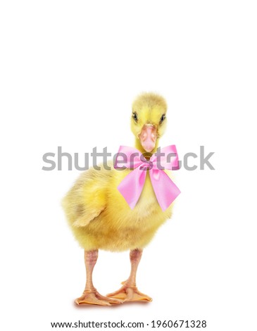 Baby duckling, with pink bow around neck, chick, chicken chick with yellow feathers isolated on white background.