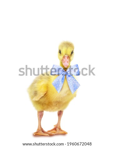 Baby duckling, with blue-white bow around neck, chick, chicken chick with yellow feathers isolated on white background.