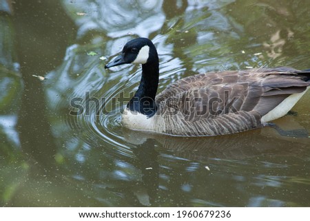 Canadian Goose swimming in a pond of water