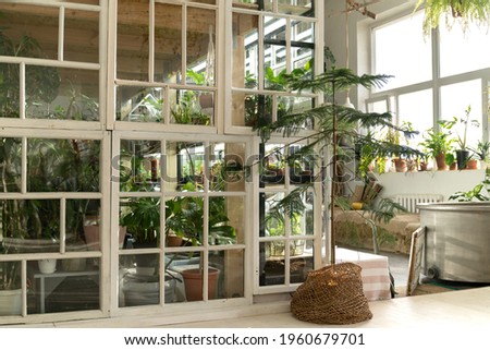 Home garden, orangery or greenhouse interior with houseplants, old wooden furniture and big windows. House gardening concept. Cozy indoor winter garden with tropical plants in retro style room Royalty-Free Stock Photo #1960679701