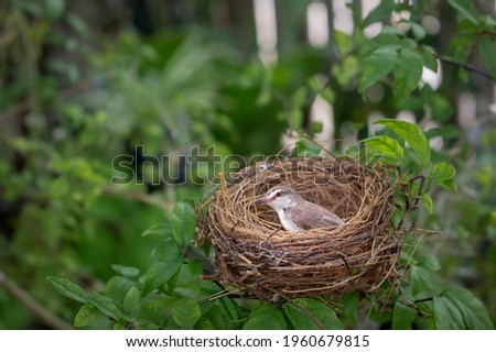 Small bird in the nest on branches tree in the nature Royalty-Free Stock Photo #1960679815