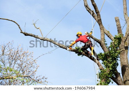 An arborist cutting a tree with a chainsaw  Royalty-Free Stock Photo #196067984