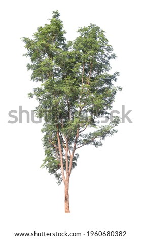Large tropical trees, beautiful in nature Used for architecture or advertisement design and websites. Isolated on white background with clipping path