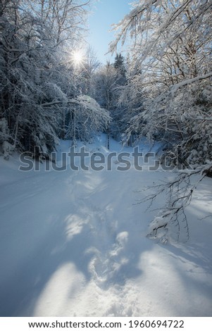 Soft winter landscape in a forest