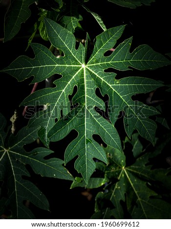 Beautiful Green Leaf Macro shot photography