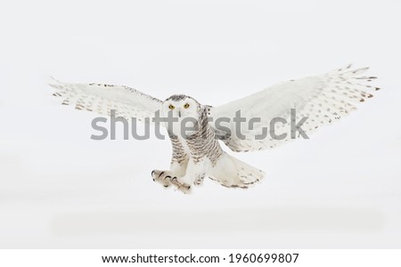 Snowy owl (Bubo scandiacus) flying low and landing on a snow covered field in Ottawa, Canada Royalty-Free Stock Photo #1960699807