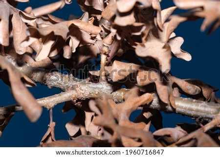 Abstract art picture with brown last year leaves on a branch vegetable background close-up macro photography