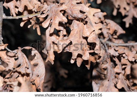 Abstract art picture with brown last year leaves on a branch vegetable background close-up macro photography