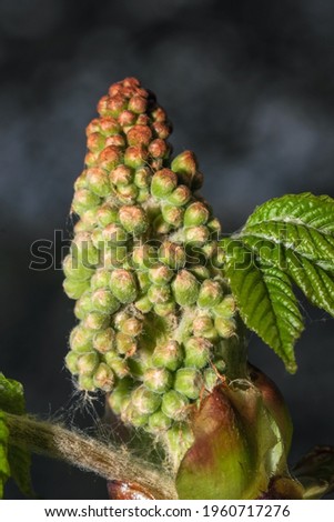 Horse chestnut flower ovary close-up macro photography