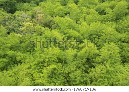 Top view of leaf green bamboo is the background from  nature, seamless leaf bamboo pattern. For book cover design