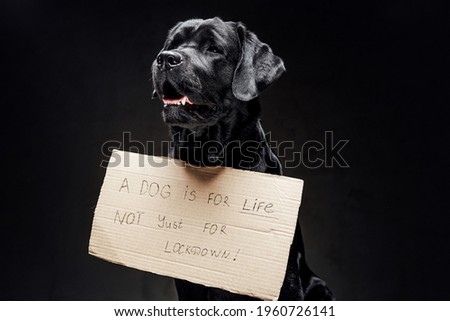 Black retriever and cartoon sign with a slogan concept in studio