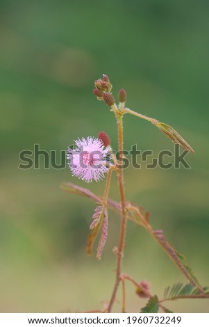 a view of pink flower dandelion on outdoor park with blurry green background at the morning.
