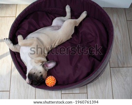 French bulldog puppy is lying in a dog bed and playing with a toy. Sweet pet. Best friend.  Royalty-Free Stock Photo #1960761394