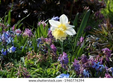 beautiful yellow  daffodil among purple and blue flowers  in the park in spring 