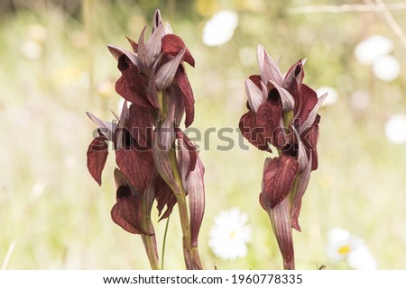 Serapias cordigera velvet heart orchid wild flower with large purple red petals with velvet appearance on defocused green background