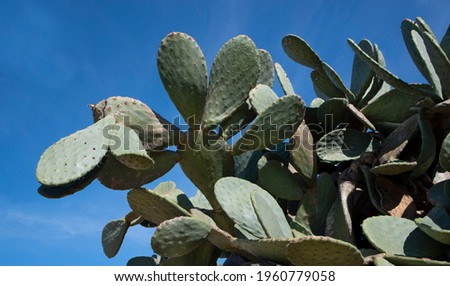 Close up of prickly pear leaves against a blue sky in spring in Sicily