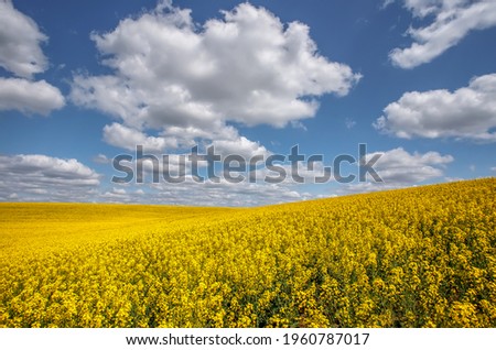 Yellow field of blooming raps flowers. Flowering rapeseed with beautiful clouds on sky. Concept of plant for green energy and oil industry. agricultural and rich harvest concept. rural nature scenery