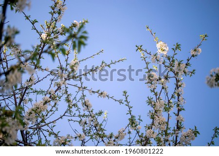 fruit tree blossom, fruit blossoms blooming in spring. flower on the branch in its natural environment.