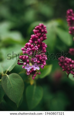 Purple lilac macro brunch background